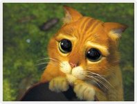 cutie cat.jpg