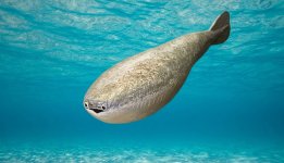 Header_pic-w-fish-v2.jpg