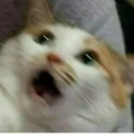 ShibaGoWroo