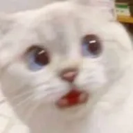 OrengJ