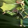 Ezeriel
