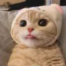 jowi