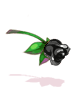 Black Crimson Rose